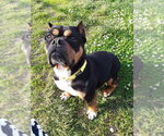 Small #1 Staffordshire Bull Terrier Mix