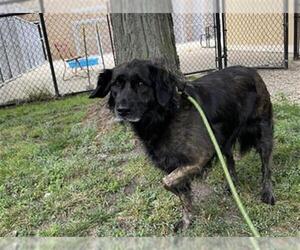 Labrador Retriever-Unknown Mix Dogs for adoption in Aurora, IL, USA