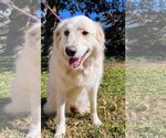Small Photo #30 Great Pyrenees Puppy For Sale in Spring, TX, USA