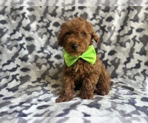 Poodle (Miniature) Puppy for sale in LAKELAND, FL, USA