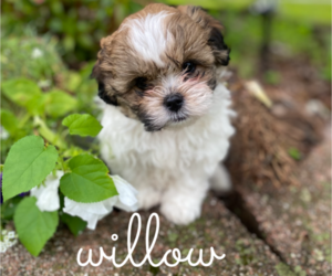 ShihPoo-Shorkie Tzu Mix Puppy for sale in TAYLOR, MI, USA