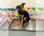 Small German Shepherd Dog Mix