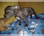 Small #3 American Bully-Bull Terrier Mix