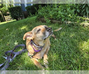 Mutt Dogs for adoption in Greensboro, NC, USA