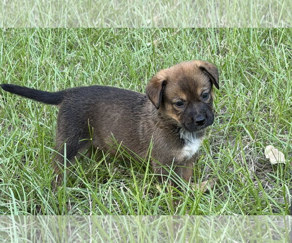 Medium Photo #2 Mutt Puppy For Sale in The Woodlands, TX, USA
