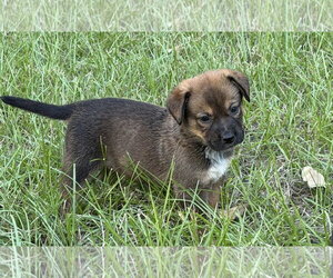 Tiana - Female Mutt Dog for Adoption - Photo #2