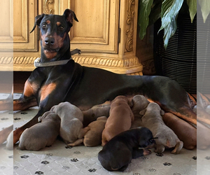 Doberman Pinscher Puppy for Sale in GREENWOOD, South Carolina USA