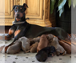 Small Doberman Pinscher