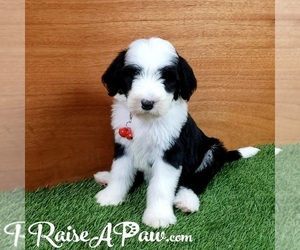 Sheepadoodle Puppy for sale in OVERGAARD, AZ, USA