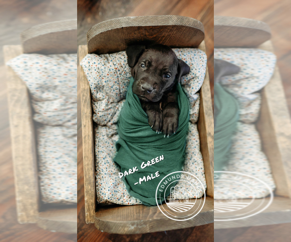 Medium Photo #1 Great Dane Puppy For Sale in DALLAS CITY, IL, USA