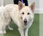 Small #1 German Shepherd Dog Mix