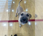 Small #8 Mutt