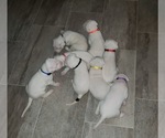Small Photo #23 Dogo Argentino Puppy For Sale in RYAN, OK, USA