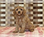 Small #1 Cavapoo (Miniature)