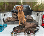 Small #19 Labrador Retriever