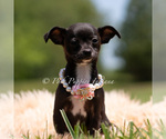 Small #1 Chihuahua