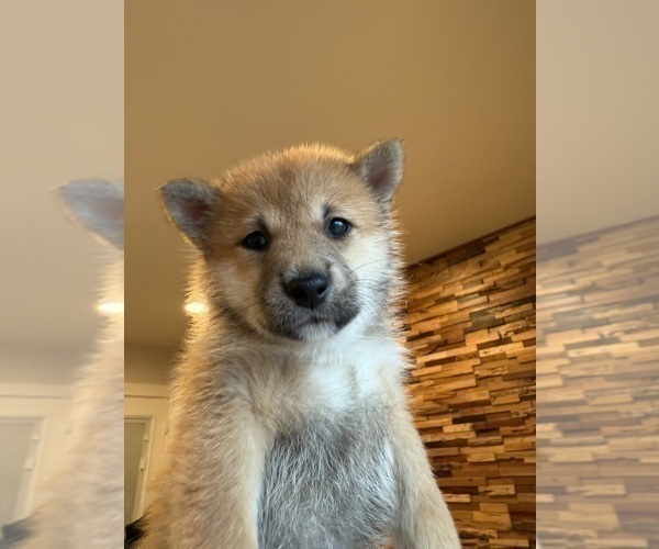 Medium Photo #8 Shiba Inu Puppy For Sale in SAN FRANCISCO, CA, USA