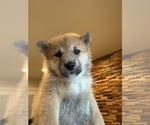 Small #7 Shiba Inu