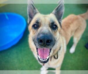 German Shepherd Dog-Siberian Husky Mix Dogs for adoption in Orlando, FL, USA