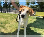 Small #1 Labrador Retriever Mix