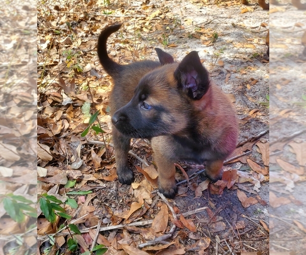 Medium Photo #2 Belgian Malinois Puppy For Sale in LAKE CITY, FL, USA