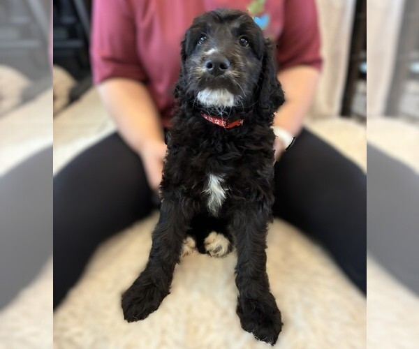 Medium Photo #34 Goldendoodle Puppy For Sale in FORT LAUDERDALE, FL, USA