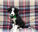 Small Photo #1 Border Collie Puppy For Sale in CLAY, PA, USA