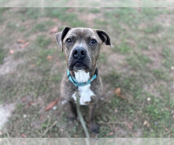 Medium Photo #1 American Pit Bull Terrier-Unknown Mix Puppy For Sale in Ocala, FL, USA