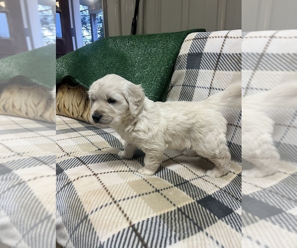 Medium Photo #1 Golden Retriever Puppy For Sale in Normandy, TN, USA