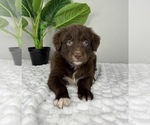 Small Photo #4 Golden Retriever-Miniature American Shepherd Mix Puppy For Sale in FRANKLIN, IN, USA