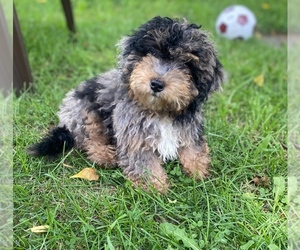Bernedoodle-Poodle (Toy) Mix Puppy for sale in NILES, MI, USA