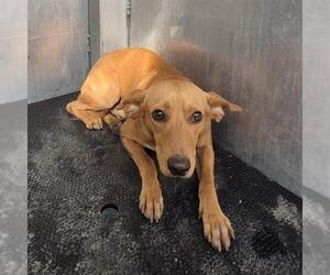 Dachshund-Unknown Mix Dogs for adoption in San Antonio, TX, USA