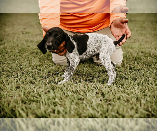 Medium Photo #10 German Shorthaired Pointer Puppy For Sale in GAINESVILLE, GA, USA