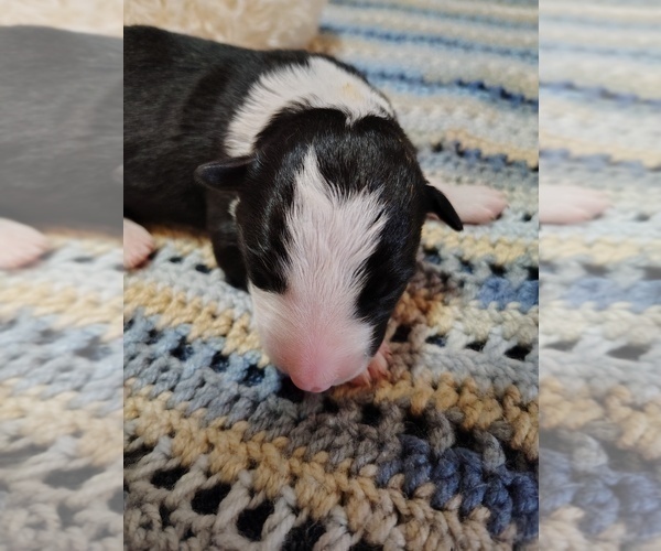 Medium Photo #63 Border Collie Puppy For Sale in NORBORNE, MO, USA