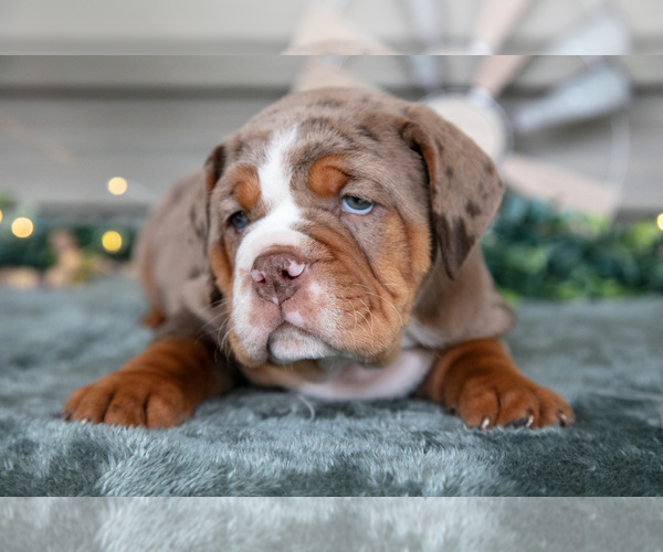Medium Photo #2 Beabull Puppy For Sale in MILLERSBURG, OH, USA