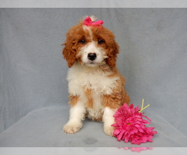 Medium Photo #10 Goldendoodle (Miniature) Puppy For Sale in MILLERSBURG, OH, USA