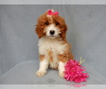 Small Photo #10 Goldendoodle (Miniature) Puppy For Sale in MILLERSBURG, OH, USA