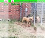 Small Photo #4 Australian Shepherd-Beagle Mix Puppy For Sale in Pensacola, FL, USA