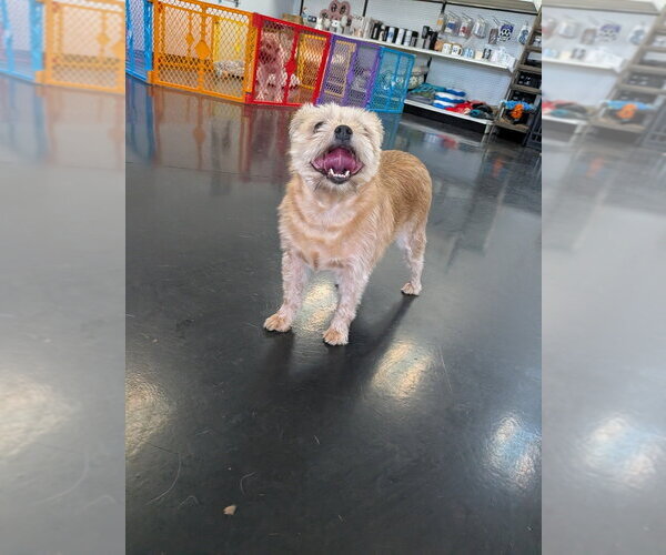 Medium Photo #3 Mutt Puppy For Sale in Vail, AZ, USA