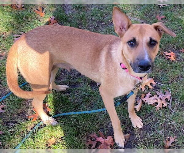 Medium Photo #3 Mutt Puppy For Sale in Cary, NC, USA
