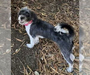 Tibetan Terrier-Unknown Mix Dogs for adoption in Oakley, CA, USA