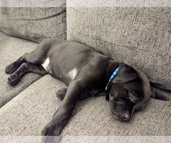 Medium Photo #1 Mutt Puppy For Sale in St. Louis Park, MN, USA