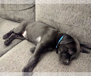 Mutt Dog for Adoption in St. Louis Park, Minnesota USA