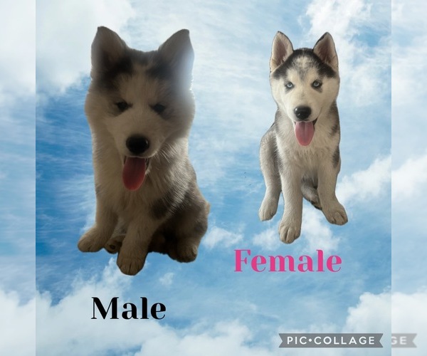 Medium Photo #1 Siberian Husky Puppy For Sale in FONTANA, CA, USA