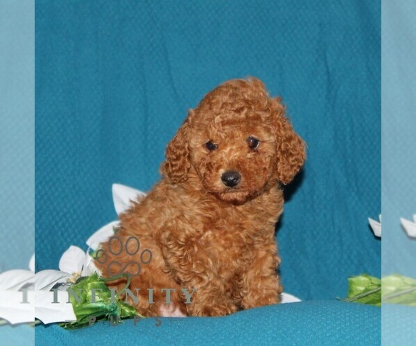 Medium Photo #4 Goldendoodle (Miniature) Puppy For Sale in OXFORD, PA, USA