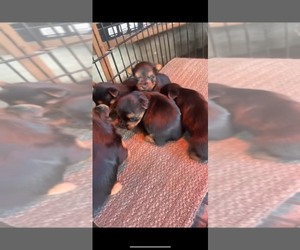 Yorkshire Terrier Dog for Adoption in MODESTO, California USA