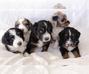 Doberman Pinscher Puppy for sale in PORTLAND, OR, USA