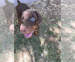 Small Photo #9 Doberman Pinscher Puppy For Sale in PHOENIX, AZ, USA