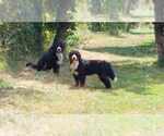 Small #5 Bernese Mountain Dog