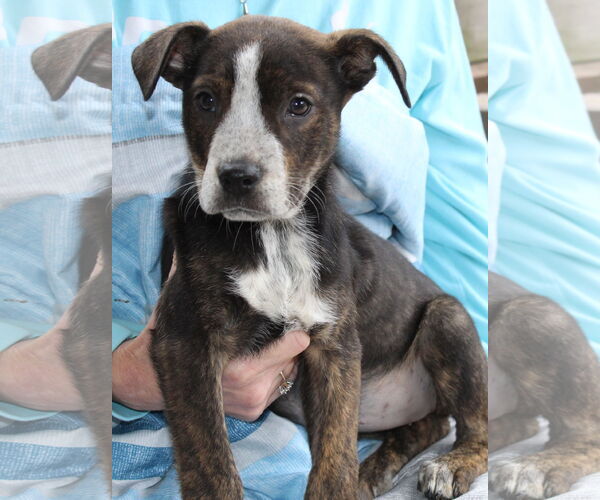 Medium Photo #1 Mountain Cur-Unknown Mix Puppy For Sale in Prattville, AL, USA